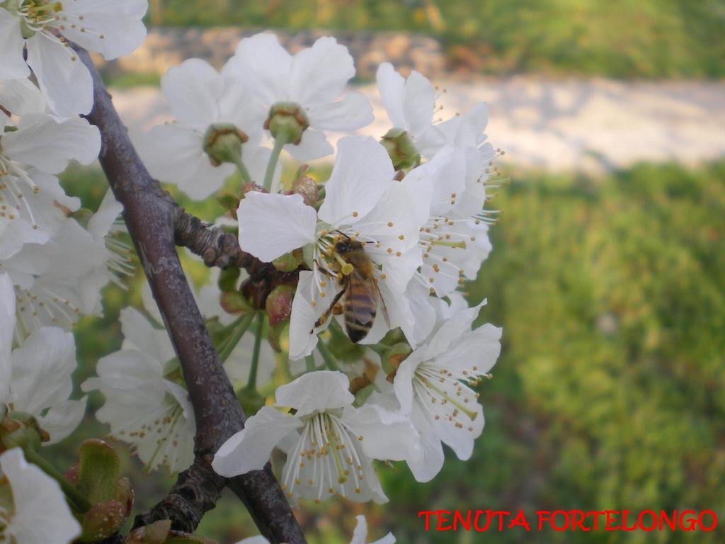 Tenuta Fortelongo Fara Vicentino