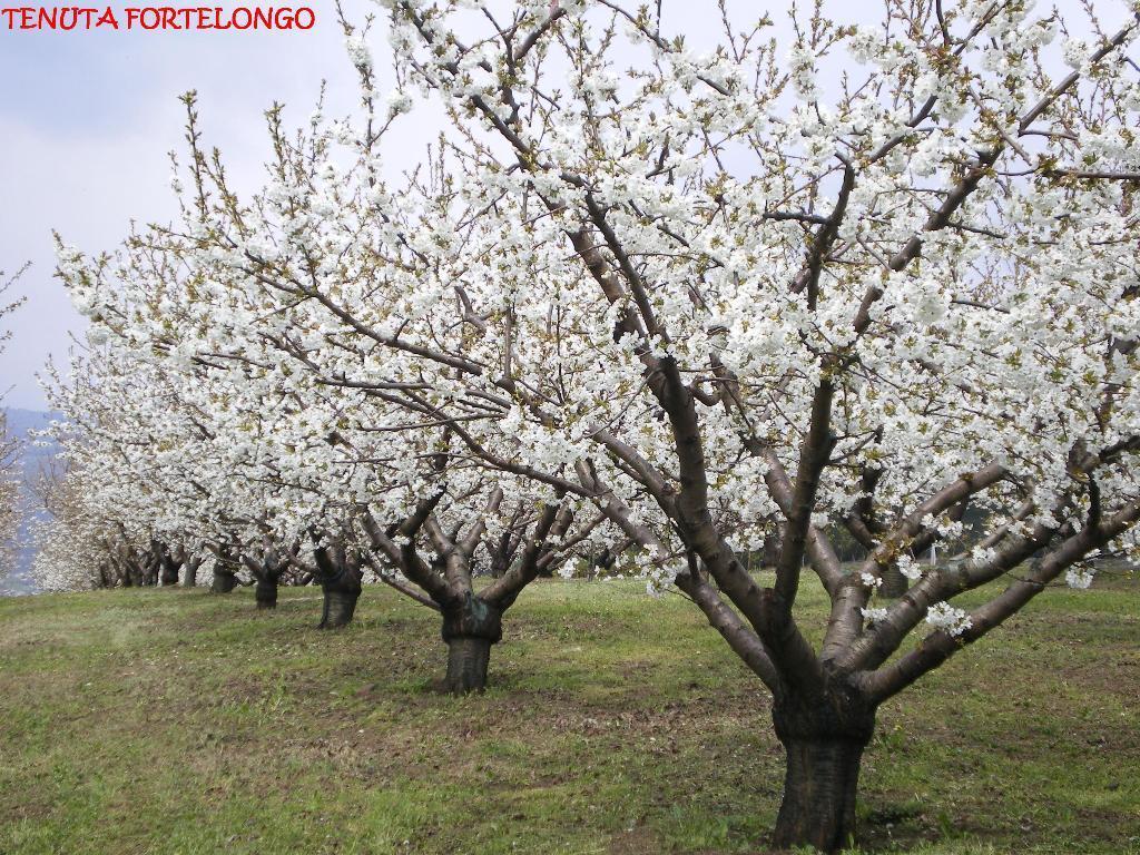 Tenuta Fortelongo