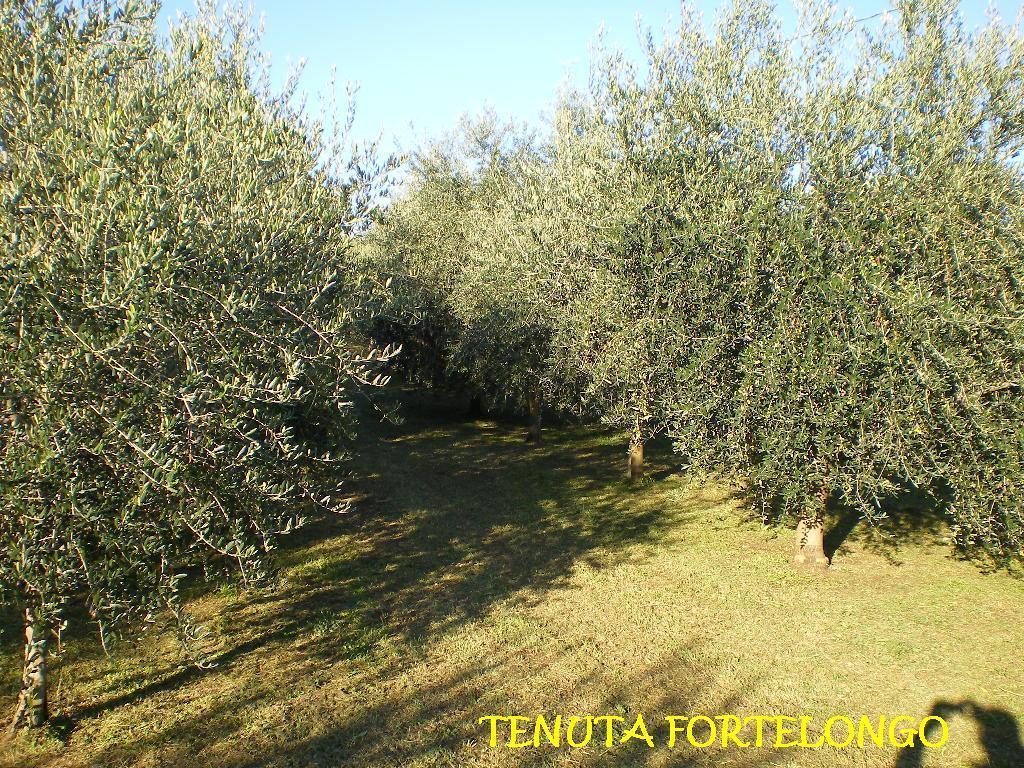 Tenuta Fortelongo