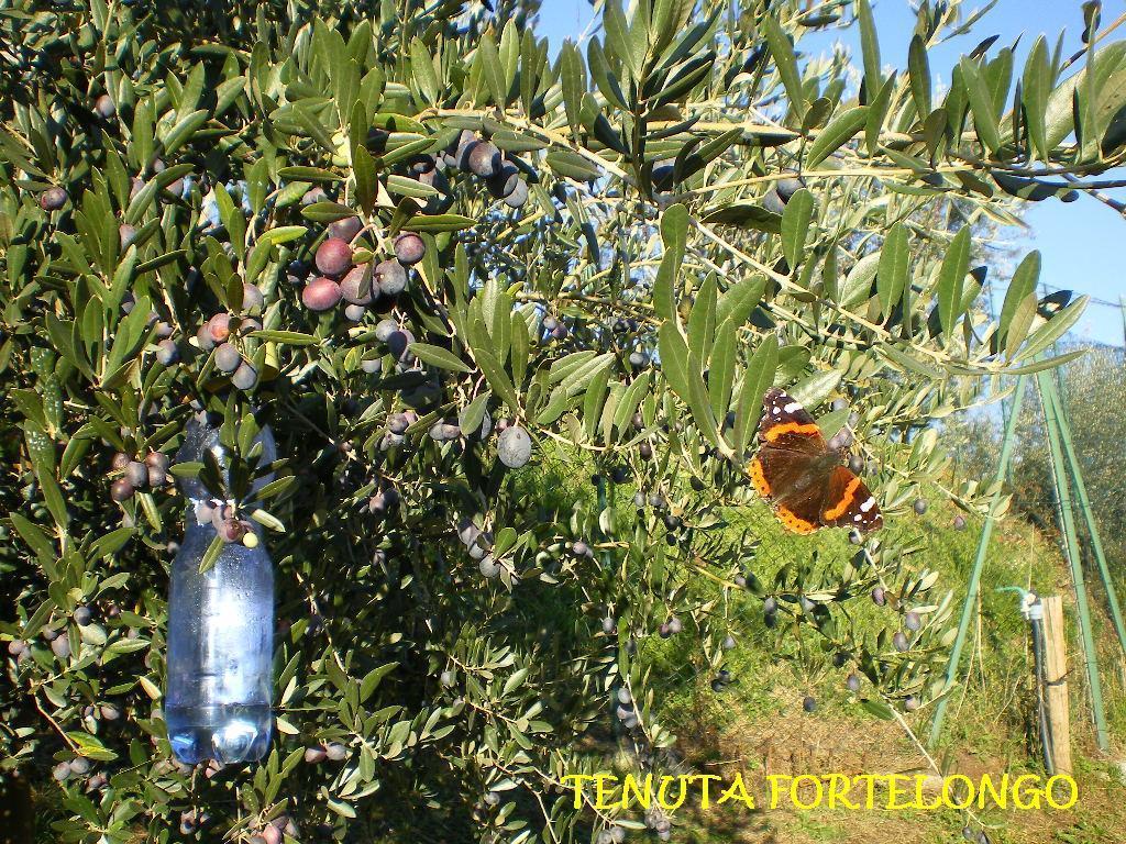 Agroturismo Tenuta Fortelongo Fara Vicentino