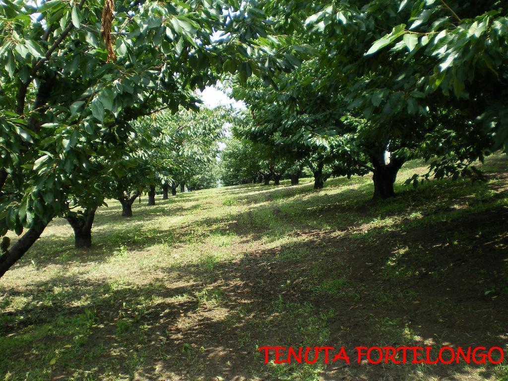 Agroturismo Tenuta Fortelongo
