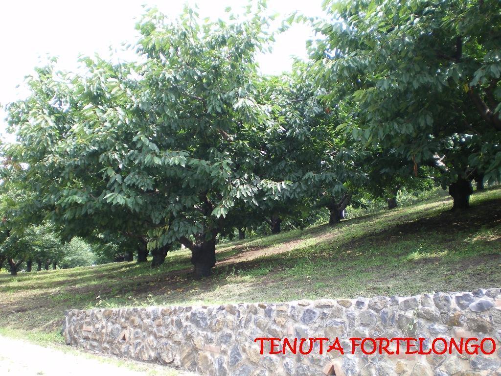 Agroturismo Tenuta Fortelongo