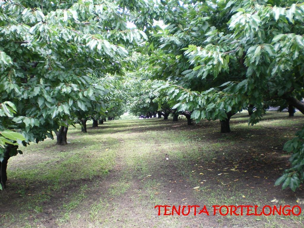 Agroturismo Tenuta Fortelongo *